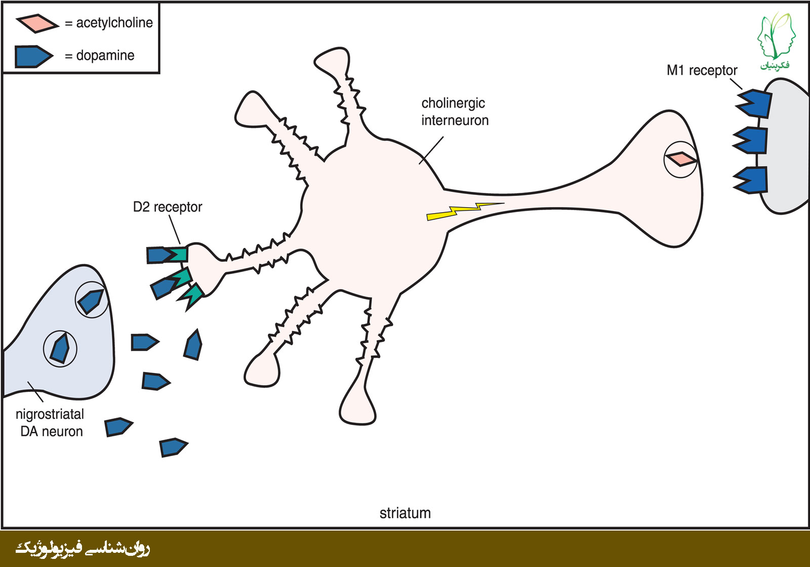سیناپس‌های دوپامینرژیک