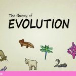 نظریه تکامل چیست؟