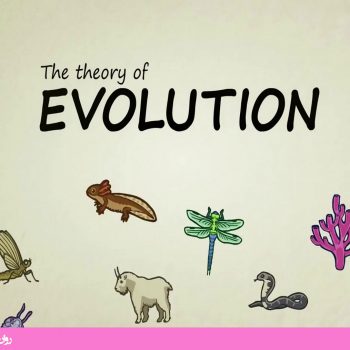 نظریه تکامل چیست؟