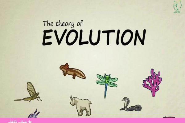 نظریه تکامل چیست؟