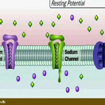 عملکرد پمپ سدیم - پتاسیم در غشاء نورون
