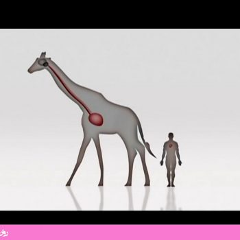 مستند تکامل انسان