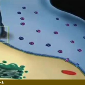 مکانیزم اثر داروی پروزاک (درمان دارویی افسردگی)