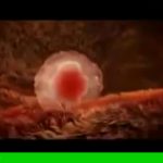 رشد پیش از تولد