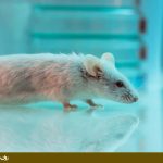 تخریب آمیگدال در موش و ترس بخش دو