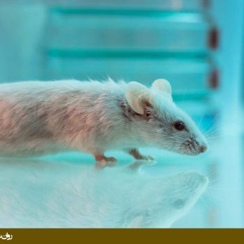 تخریب آمیگدال در موش و ترس بخش دو