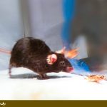 تخریب آمیگدال در موش و ترس بخش یک