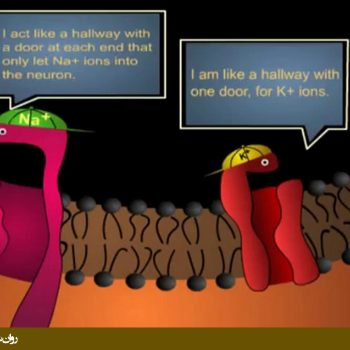 پتانسیل عمل در نورون
