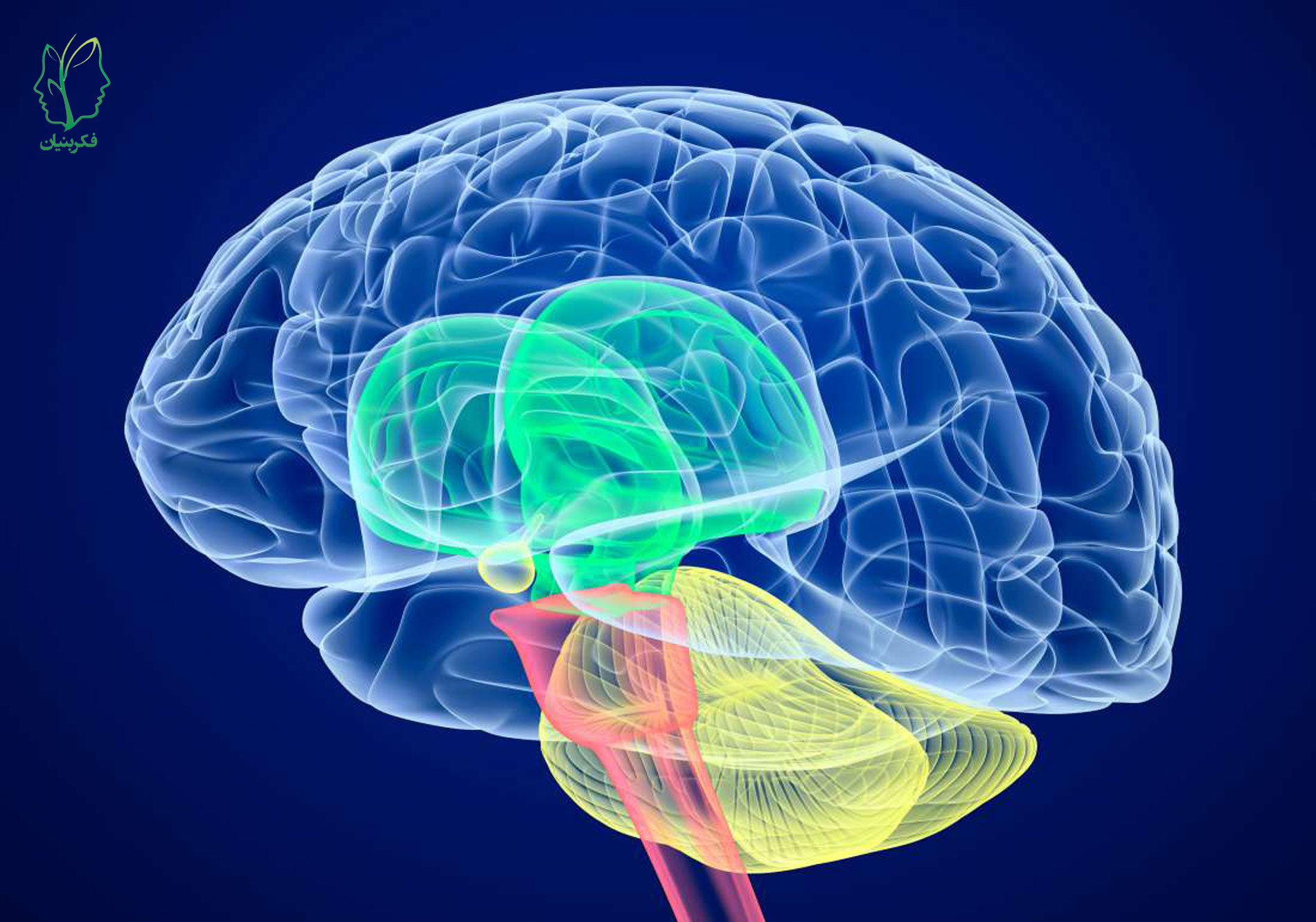 فلج مغزی (Cerebral Palsy) و روش‌های درمانی آن چیست؟