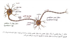 شبکه عصبی